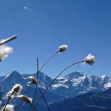 Rugenblick * Interlaken